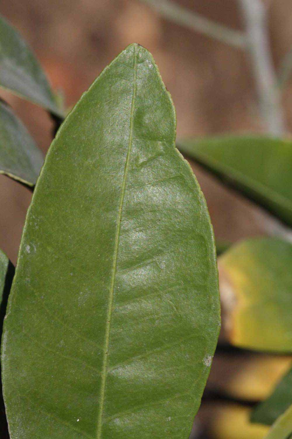              Margin (Riverside, CA)       